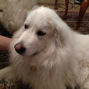 Meet your Posher, Cheryl